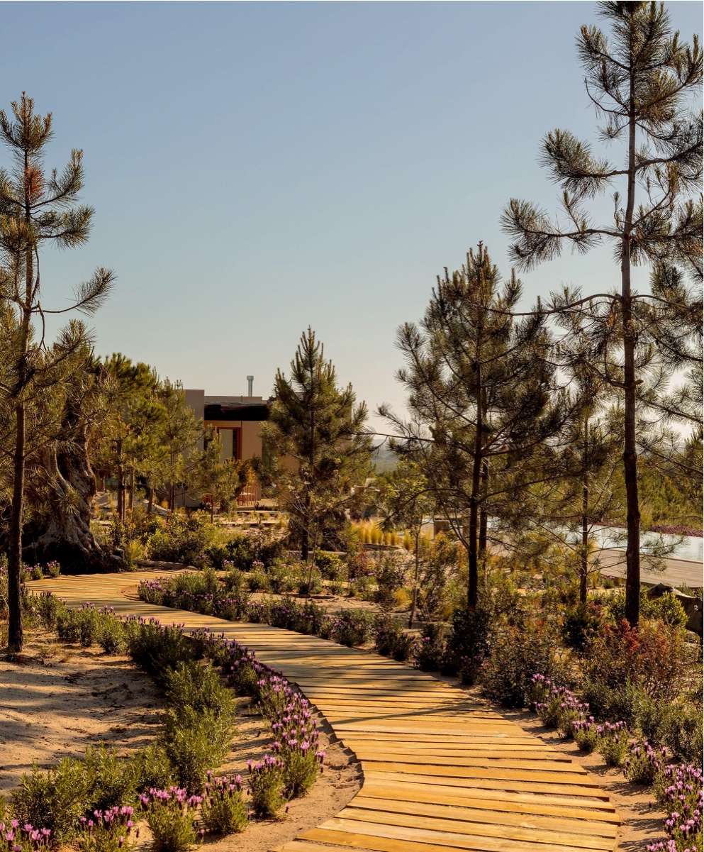 Wooden walkway through a garden of pines and pink flowers