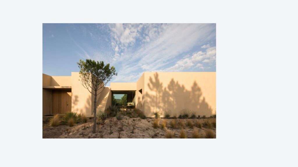 Visual Pleasure page with a pine tree in a walled courtyard